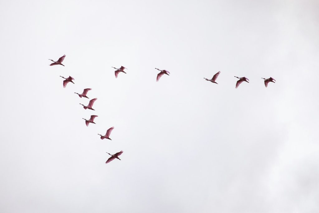 geese flying in sky in "v" shape