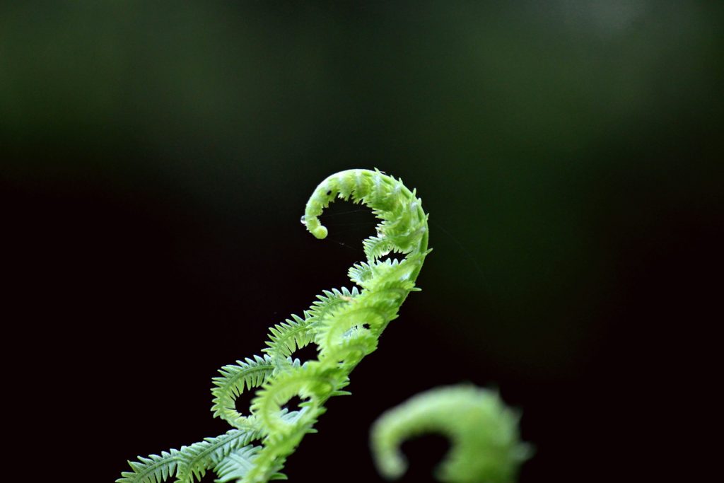 green fern plant on black background